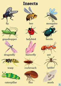 Insect's Names