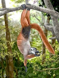 The extinct ruffed lemur of Madagascar was more robust and three to four times larger than living ruffed lemurs. It went into decline following the arrival of humans in Madagascar around 350 BCE.