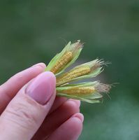 Miniature Corn Dollhouse Food Food for Dollhouse Mini - Etsy