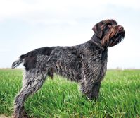 Wirehaired Pointing Griffon ~ Classic Look | Wirehaired pointing griffon, Bird dogs, Hunting dogs