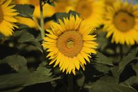 How to Preserve Sunflowers. You can preserve whole sunflowers of any size by using a number of methods, depending on whether you want to make them last longer while fresh or dried. Floral preservative keeps sunflowers looking their best for fresh flower projects, while air-drying and desiccant preserve sunflowers for dried arrangements and other...