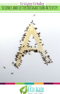 Creepy crawly letter a is for ants activity to do with toddlers and preschoolers. A great activity to go along with The Ants Go Marching and other ant books. This ant experiment is simple to do outdoors and helps reinforce the letter A!