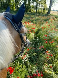 Haflinger #haflinger #asteheic