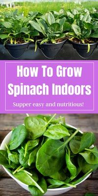 How To Grow Spinach Indoors - The complete guide to growing spinach indoors or for container vegetable gardening. Spinach is great for growing in containers, or for an indoor garden. Container vegetable garden ideas, container gardening, seed starting and more with this tutorial!