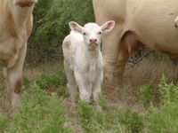 Growing up on a Charolais Cattle ranch is my life and I love it SO much...could'nt imagine life without it!