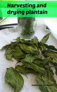 harvesting and drying plantain