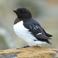 Little Auk