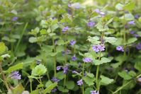 Foraging Ground Ivy (& Ways to Use it)