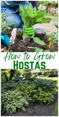 Discover how to grow and care for hostas, the perfect plants for landscaping in shade gardens. This guide covers everything from planting with borders to flower bed designs, providing essential gardening tips for thriving hostas in both full sun and shade.