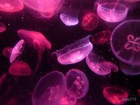 Jellyfish  by Irina777