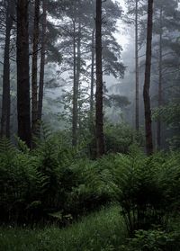 Priddy Woods, Somerset, England by matt_smart