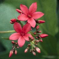 Jatropha, Peregrina, Spicy Jatropha (Jatropha integerrima) - MyGardenLife