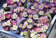 chinese aster daylight series - Google Search