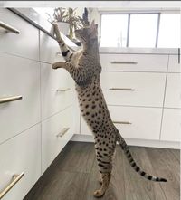 Large F2 Savannah Cat at Luxury Savannahs luxurysavannahs.com