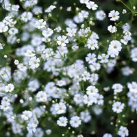 Babys Breath Seeds | Flower Seeds in Packets & Bulk | Eden Brothers