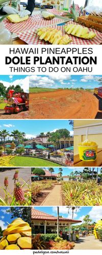 Hawaii vacation: Dole plantation: Best activities on Oahu.Dole pineapple plantation in Hawaii is top tourist attraction in Oahu! Fun things to do for free when in Hawaii on a budget, with kids for family travel. Eat famous dole pineapple whip.