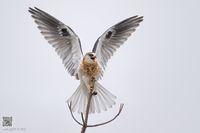 White-tailed Kite Juvy | by mallardg500