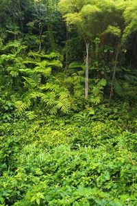 size: 12x8in Photographic Print: Lush vegetation at Akaka Falls State Park, Hamakua Coast, Big Island, Hawaii, USA by Russ Bishop : Entertainment