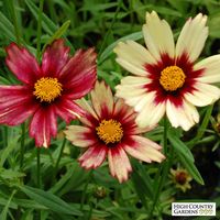 Coreopsis Redshift Redshift Tickseed | High Country Gardens