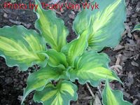 Hosta 'Lakeside Paisley Print' NEW 2013 (Mary Chastian) MEDIUM 10" high by 20" wide.  adorable