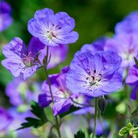 Geranium Rozanne for Sale | BrighterBlooms.com