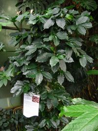 Coffee Plant Care – Growing Coffee Plants Indoors