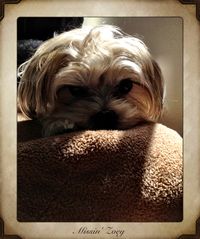 Bandit; "Missin' Zoey" 4/2012 #morkie