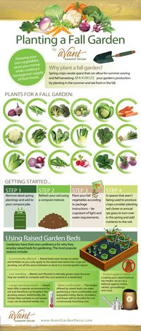 Planting a Fall Vegetable Garden -- What to plant, how, and when. [Infographic]