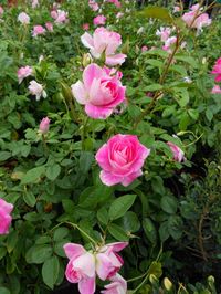 the pink variety of iceberg rose