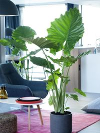 Alocasia | The Joy of Plants