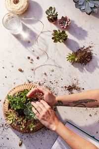 Urban Outfitters  2" Live Assorted Succulents - Set of 20