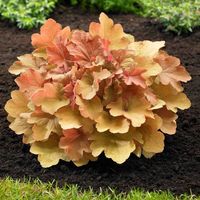 Buy Heuchera Caramel Plants Online | Garden Goods Direct