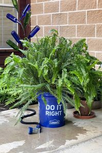 How To Water Ferns With Epsom Salt (Tips and Tricks)