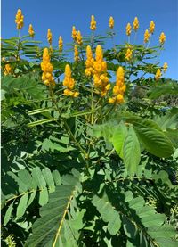 "Cassia alata seeds Latin name - Senna alata Common names - Cassia ( St Lucia, Caribbean Islands), Candlestick tree/bush, Emperors' Candlestick, Ringworm tree/bush, Ketepeng Cina (Indonesia), Gelenggang (Malaysia) Family - Fabaceae, Sub-family - Caesalpinioideae 3.5 grams of seeds - approximately 90 seeds Cassia alata, also known as the \"King of the Forest,\" is a traditional medicinal anti-fungal plant with a rich history of therapeutic applications.  This beautiful evergreen features broad le