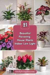 🌿 Want to bring vibrant blooms indoors? 🌸 These 21 beautiful flowering houseplants thrive in low-light areas, perfect for brightening up your home! 🏡 Add some color to any room, from African violets to peace lilies. 🌺 Perfect for plant lovers with cozy, shaded spaces. 🌱✨

#FloweringPlants #IndoorGarden #LowLightHousePlants #HomeGreenery #PlantDecor #HousePlantJoy #BloomIndoors #FloweringHousePlants #PlantDecorIdeas