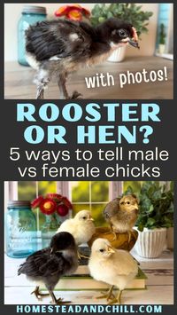 Wondering if your baby chicks are male or female? Come learn 5 ways to tell the difference between young a hen vs rooster, including wing feather differences, week-by-week changes in comb or waddles, size, behavior, and other ways to help sex a chicken. Plenty of photos and handy chart included! The article also discusses what to do with unwanted roosters.