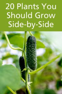 20 Plants You Should Grow Side-by-Side