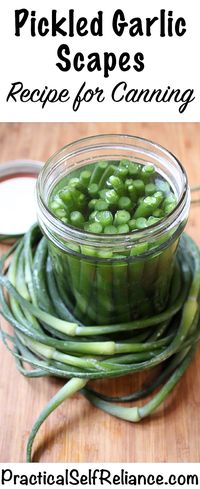 Pickled Garlic Scapes – Recipe for Canning