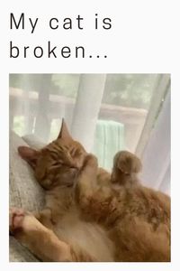 My cat is broken😅🙀 😍follow @ecosenpai❗ because you want more👍🙌😍😅The best video about animals! funny animal videos | funny animal videos can't stop laughing hilarious | cute animal videos animal videoys | baby animals videos | wild animal videos | pet videos | funny and dog videos | animal videos funny dogs | videos animales | animals beautiful videos | animals aesthetic videos | funny animal gifs |cute funny animals gifs #cuteanimals#animalsvideos #funnyvideos#cutevideos#animals#gif