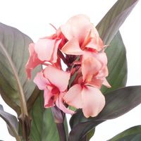 Cannova® Bronze Peach Canna