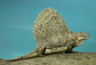 Dimetrodon