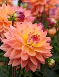 Extase Decorative Dahlia | Holland Bulb Farms | 74209