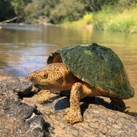 It is Tuesday, and you need a Turtle! Behold, the Razorback Musk Turtle, an adult female. Photo: the fantastic, Grover Brown