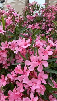 Immerse yourself in the vibrant world of pink as you witness the beauty of blooming oleanders. These stunning flowers captivate with their vibrant hues and delicate petals. Whether you embrace the pink madness or admire the enchanting oleander, let nature's artistry inspire you. #PinkMadness #BloomingOleander #natureinspiration