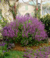 Teucrium betonicum, Madeira Germander - Buy Online at Annies Annuals