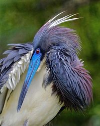 A small heron native to coastal parts of the Americas. Here shown in full breeding colors.