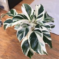 15 Variegated Houseplants You NEED In Your Life – Pastel Dwelling