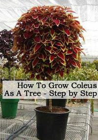 How To Grow Coleus As A Tree: Step By Step