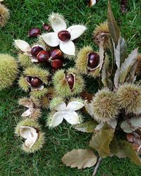 Sweet chestnut trees are a common sight in our city parks; they stand tall with long toothed leaves hanging down from their branches. When ripe the nuts fall from the tree to the ground and their green spiky cases split open to reveal wonderful shiny amber-brown nuts with one flat side.