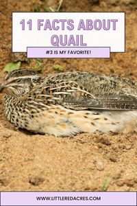 From unique behaviors to diverse species, explore these fun facts about quail and the surprising traits of these delightful birds.